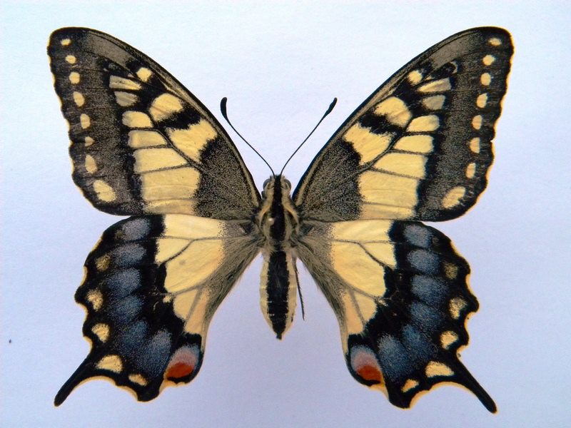 Papilio machaon (cold shock abb C) (Internet Image property of respective owner, non-commercial use only)